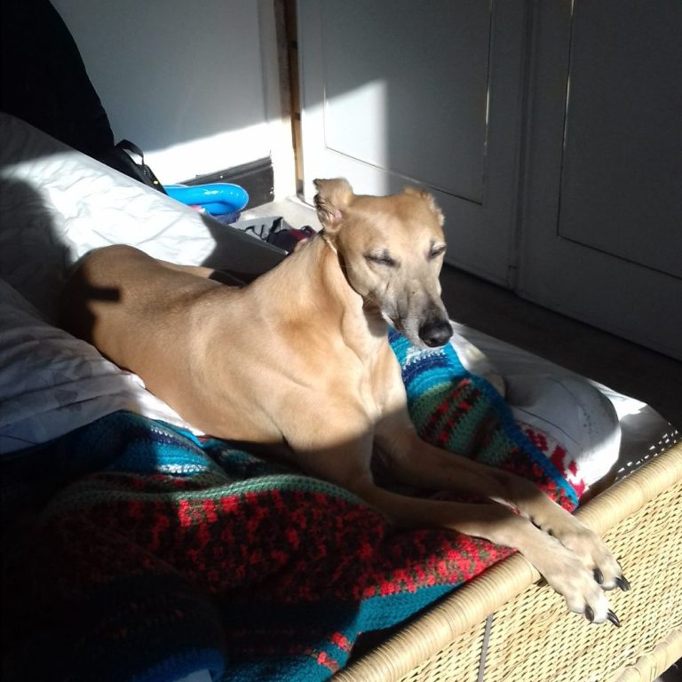 Relaxing massage for your dog