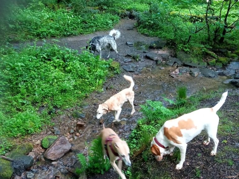 My Four Dogs enjoying some exercise 